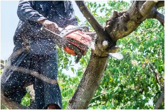 tree services Womelsdorf